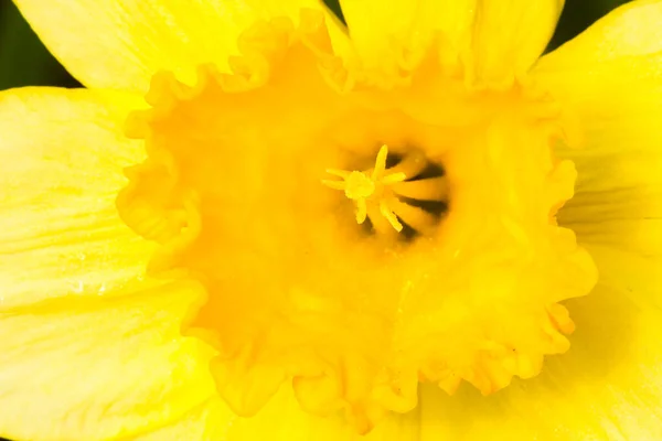 Flores florescendo em bosques perto da aldeia. Close-up de flores. — Fotografia de Stock