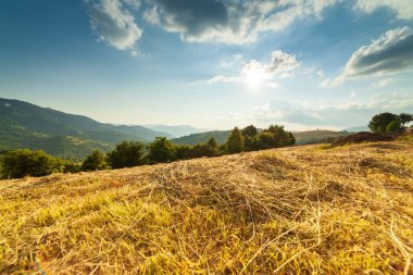 Yaza kadar harika panoramik manzaralı kır çiçekleri. Kamyanka Dağı 'nın yukarısındaki Carpathian Dağları, Synevir geçidi. Ukrayna. 