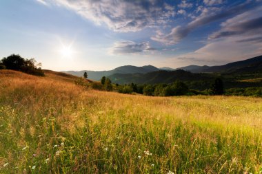 Yaza kadar harika panoramik manzaralı kır çiçekleri. Kamyanka Dağı 'nın yukarısındaki Carpathian Dağları, Synevir geçidi. Ukrayna. 