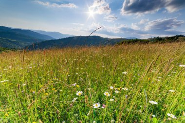 Yaza kadar harika panoramik manzaralı kır çiçekleri. Kamyanka Dağı 'nın yukarısındaki Carpathian Dağları, Synevir geçidi. Ukrayna. 