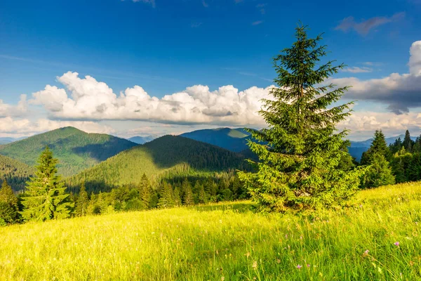 Ukrayna 'daki Karpat Dağları' nın Synevyr vadisinde yemyeşil ormanları ve bitkileri olan güzel doğa ve muhteşem manzara. Taze yeşil çayırlar ve açan kır çiçekleri..