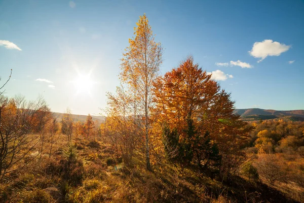 Güzel renkleri olan sonbahar ormanlık yolu. Karpat Dağları. Ukrayna. — Stok fotoğraf