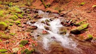 Shypit Karpat Ulusal Parkı 'ndaki harika dağ deresinin 4K görüntüsü. Ağaçlardan düşen yaprakların parlak sonbahar renkleri. Ormanı kış dönemine hazırlıyorum. Karpat Dağları Ukrayna
