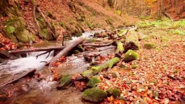 Shypit Karpat Ulusal Parkı 'ndaki harika dağ deresinin 4K görüntüsü. Ağaçlardan düşen yaprakların parlak sonbahar renkleri. Ormanı kış dönemine hazırlıyorum. Karpat Dağları Ukrayna