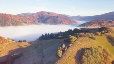 Yağmurdan sonra dağda hareket eden bir bulutun harika hissi. Güneş doğarken bulutların üstünde uçmak, bir drondan bulutların ve dağların en üst görüntüsü. Karpatlar, Synevyr geçidi, Ukrayna.