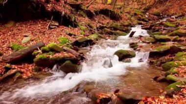 Shypit Karpat Ulusal Parkı 'ndaki harika dağ deresinin 4K görüntüsü. Ağaçlardan düşen yaprakların parlak sonbahar renkleri. Ormanı kış dönemine hazırlıyorum. Karpat Dağları Ukrayna
