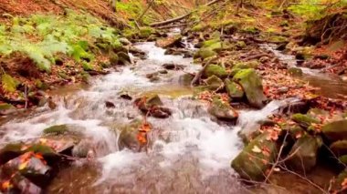 Shypit Karpat Ulusal Parkı 'ndaki harika dağ deresinin 4K görüntüsü. Ağaçlardan düşen yaprakların parlak sonbahar renkleri. Ormanı kış dönemine hazırlıyorum. Karpat Dağları Ukrayna