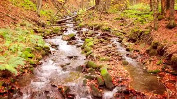 Shypit Karpat Ulusal Parkı 'ndaki harika dağ deresinin 4K görüntüsü. Ağaçlardan düşen yaprakların parlak sonbahar renkleri. Ormanı kış dönemine hazırlıyorum. Karpat Dağları Ukrayna — Stok video
