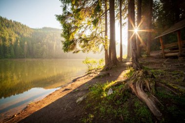 Güzel doğa ve bereketli yeşil ormanlar ve Karpatlar 'ın incisinin etrafındaki bitki örtüsüyle harika bir manzara - Synevyr Gölü. Ukrayna 'daki Karpatlar. Büyük köknar üzerinde mistik sis. 