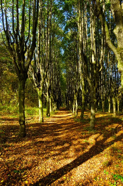 Lussureggianti foreste verdi e antiche nel Parco Nazionale di Kharkiv con alta biodiversità, Ucraina. — Foto Stock