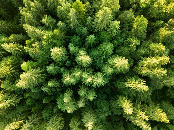 Hermosa vista desde un dron hasta el bosque de abetos otoñales con árboles verdes en las montañas Cárpatos . — Foto de Stock