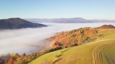 Yağmurdan sonra dağda hareket eden bir bulutun harika hissi. Güneş doğarken bulutların üstünde uçmak, bir drondan bulutların ve dağların en üst görüntüsü. Karpatlar, Synevyr geçidi, Ukrayna.