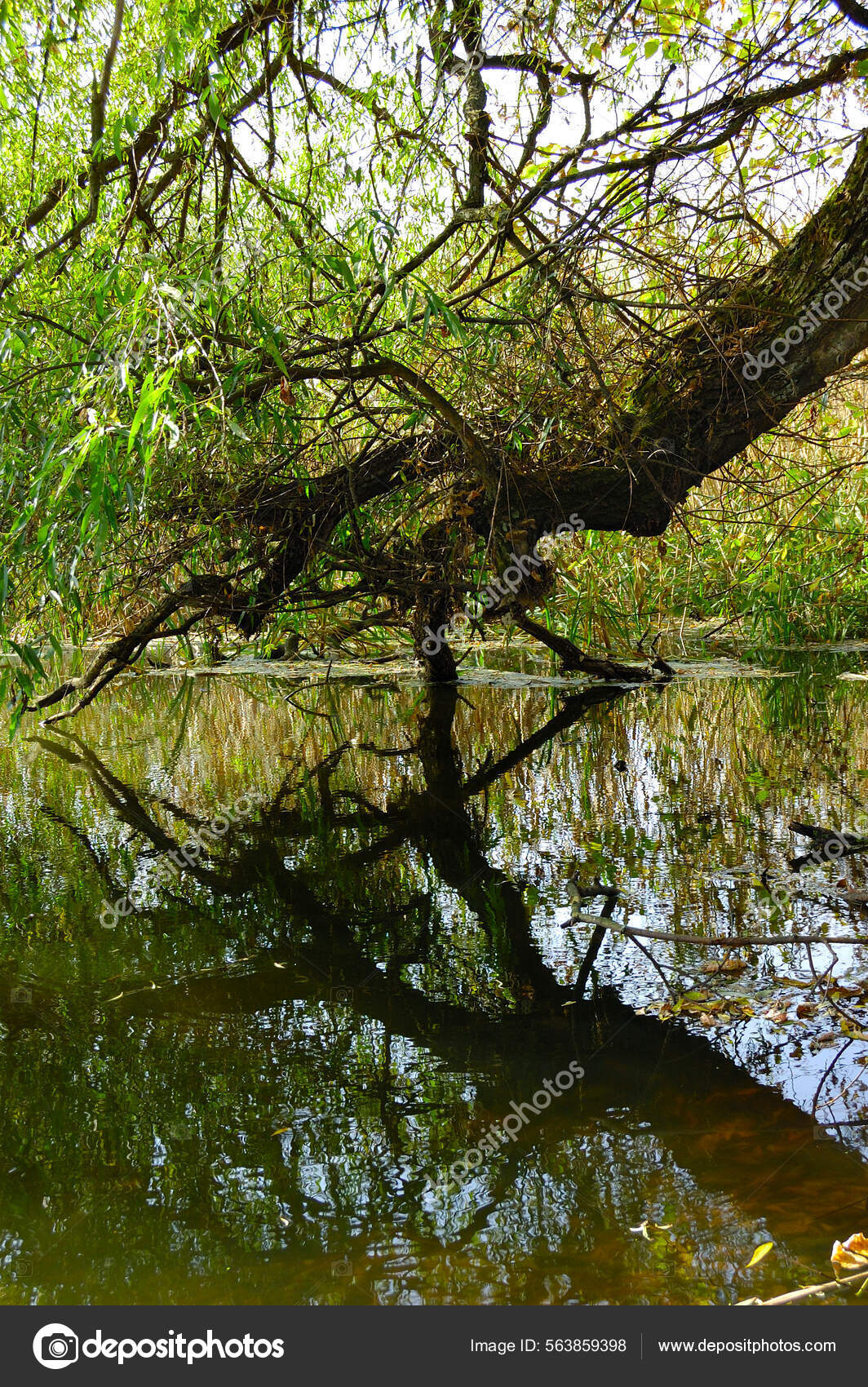 Lush green and old forests in Kharkiv National Park with high