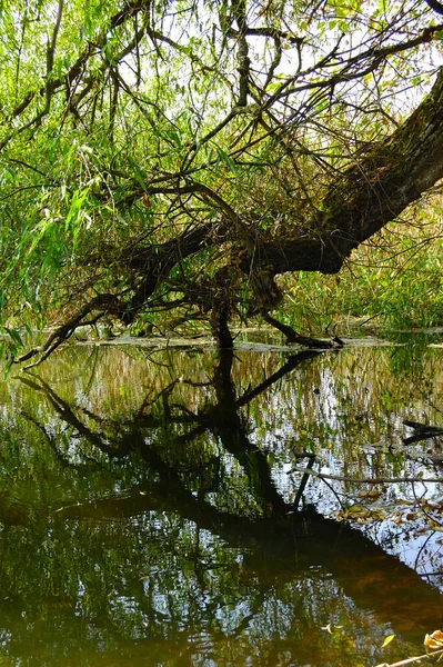 Bujne zielone i stare lasy w Charkowskim Parku Narodowym o wysokiej różnorodności biologicznej, Ukraina. — Zdjęcie stockowe