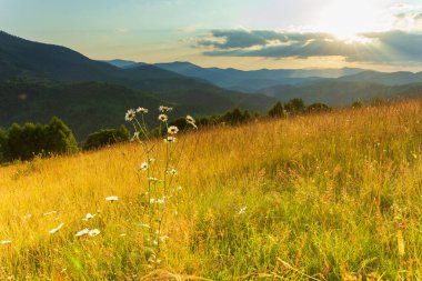 Yaza kadar harika panoramik manzaralı kır çiçekleri. Kamyanka Dağı 'nın yukarısındaki Carpathian Dağları, Synevir geçidi. Ukrayna. 