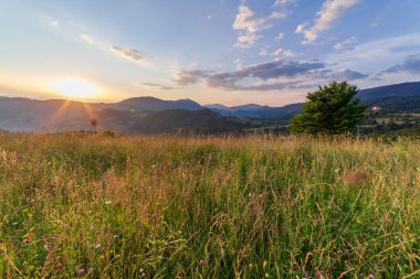 Yaza kadar harika panoramik manzaralı kır çiçekleri. Kamyanka Dağı 'nın yukarısındaki Carpathian Dağları, Synevir geçidi. Ukrayna. 