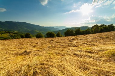 wer yeşil çam ağacı orman küçük toprak yolda
