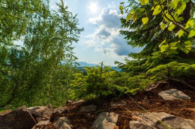 wer yeşil çam ağacı orman küçük toprak yolda