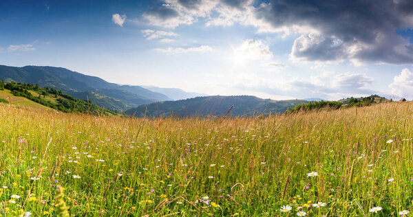 Wonderful panoramic view field of wild flowers by summertime. Area of the Carpathian Mountains above Kamyanka Mountain, Synevir pass. Ukraine. 