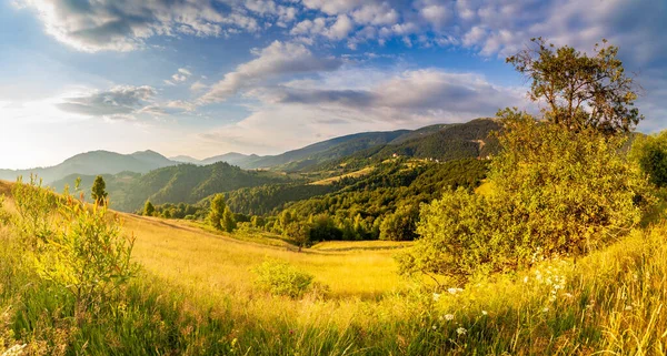 Prachtig panoramisch uitzicht veld van wilde bloemen in de zomer. Gebied van het Karpaten gebergte boven Kamyanka Mountain, Synevir pas. Oekraïne. — Stockfoto