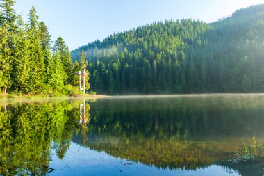Güzel doğa ve bereketli yeşil ormanlar ve Karpatlar 'ın incisinin etrafındaki bitki örtüsüyle harika bir manzara - Synevyr Gölü. Ukrayna 'daki Karpatlar. Büyük köknar üzerinde mistik sis. 