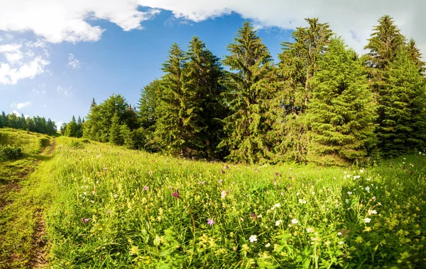 Ukrayna 'daki Karpat Dağları' nın Synevyr vadisinde yemyeşil ormanları ve bitkileri olan güzel doğa ve muhteşem manzara. Taze yeşil çayırlar ve açan kır çiçekleri..