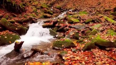 Shypit Karpat Ulusal Parkı 'ndaki harika dağ deresinin 4K görüntüsü. Ağaçlardan düşen yaprakların parlak sonbahar renkleri. Ormanı kış dönemine hazırlıyorum. Karpat Dağları Ukrayna