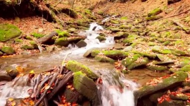 Shypit Karpat Ulusal Parkı 'ndaki harika dağ deresinin 4K görüntüsü. Ağaçlardan düşen yaprakların parlak sonbahar renkleri. Ormanı kış dönemine hazırlıyorum. Karpat Dağları Ukrayna