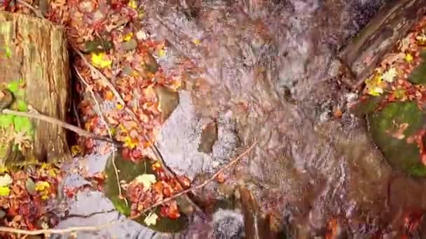 Nagranie 4K wspaniałego górskiego potoku w Parku Narodowym Shypit Karpat. Jasna jesień kolory liści spadających z drzew. Przygotowuję las na okres zimowy. Karpaty Ukraina — Wideo stockowe