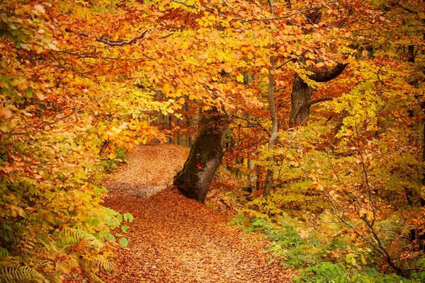 Sonbahar ormanlarında yol, ağaçların arasından parlayan güneş. Sonbahar yaprakları