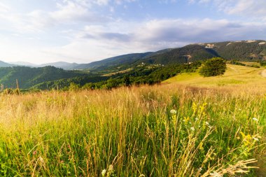 Yaza kadar harika panoramik manzaralı kır çiçekleri. Kamyanka Dağı 'nın yukarısındaki Carpathian Dağları, Synevir geçidi. Ukrayna. 