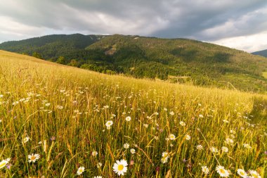 Yaza kadar harika panoramik manzaralı kır çiçekleri. Kamyanka Dağı 'nın yukarısındaki Carpathian Dağları, Synevir geçidi. Ukrayna. 
