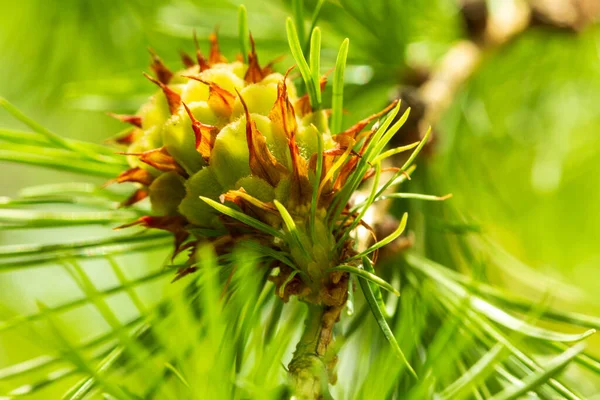 Spring landscape. Macro photo. Young shoots of pine trees in the forest spring. bud pollination pinecone, vertical shoot — 스톡 사진