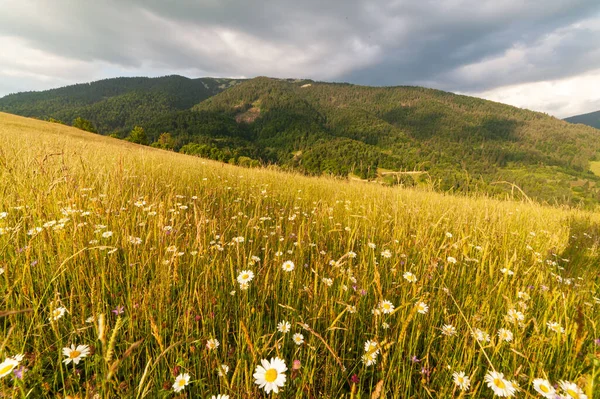 Yaza kadar harika panoramik manzaralı kır çiçekleri. Kamyanka Dağı 'nın yukarısındaki Carpathian Dağları, Synevir geçidi. Ukrayna. 