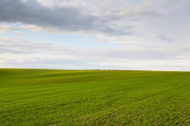 Mavi gökyüzü ve bulutlu buğday tarlası. Doğa manzarası. Ukrayna 'nın kırsal kesiminde. Zengin hasat kavramı. 