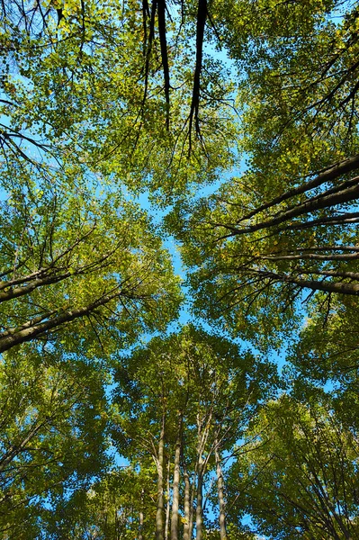 Низкий угол обзора деревьев с теплым солнечным светом в лесу. Украина, Национальный парк — стоковое фото