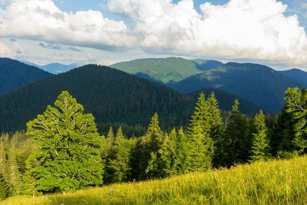 Schöne Natur und wunderbare Landschaft mit üppig grünen Wäldern und Vegetation im Synevyr-Tal der Karpaten in der Ukraine. Frisch grüne Wiesen und blühende Wildblumen. — Stockfoto