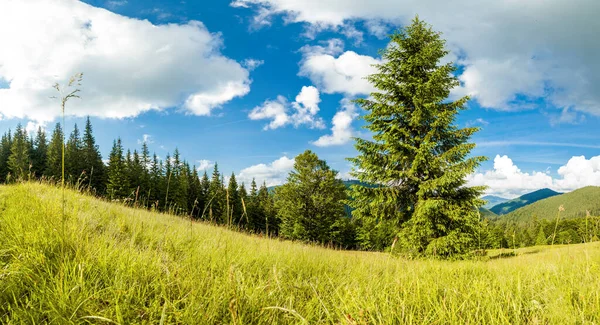 Beautiful nature and wonderful landscape with lush green forests and vegetation in the Synevyr valley of the Carpathian mountains in Ukraine. Fresh green meadows and blooming wildflowers. — Stock Photo, Image