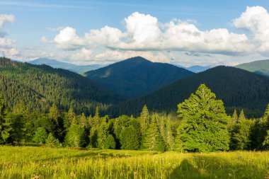 Ukrayna 'daki Karpat Dağları' nın Synevyr vadisinde yemyeşil ormanları ve bitkileri olan güzel doğa ve muhteşem manzara. Taze yeşil çayırlar ve açan kır çiçekleri..