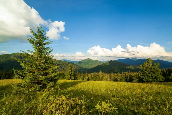 Bela natureza e paisagem maravilhosa com florestas verdes exuberantes e vegetação no vale Synevyr das montanhas dos Cárpatos na Ucrânia. Prados verdes frescos e flores silvestres em flor. — Fotografia de Stock