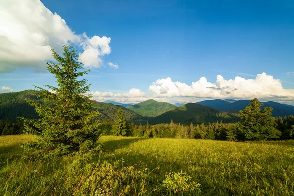 Ukrayna 'daki Karpat Dağları' nın Synevyr vadisinde yemyeşil ormanları ve bitkileri olan güzel doğa ve muhteşem manzara. Taze yeşil çayırlar ve açan kır çiçekleri..