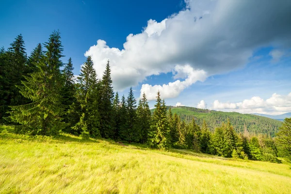 Kis földi út keresztül a wer zöld fenyő erdő — Stock Fotó
