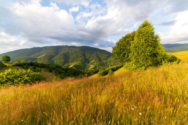 Wonderful panoramic view field of wild flowers by summertime. Area of the Carpathian Mountains above Kamyanka Mountain, Synevir pass. Ukraine. 