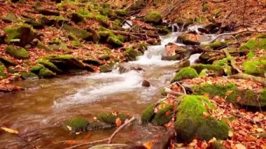 Shypit Karpat Ulusal Parkı 'ndaki harika dağ deresinin 4K görüntüsü. Ağaçlardan düşen yaprakların parlak sonbahar renkleri. Ormanı kış dönemine hazırlıyorum. Karpat Dağları Ukrayna