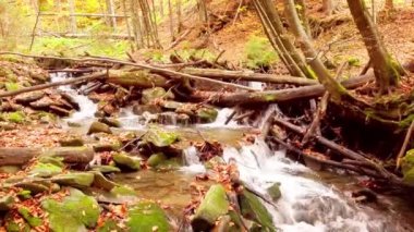 Shypit Karpat Ulusal Parkı 'ndaki harika dağ deresinin 4K görüntüsü. Ağaçlardan düşen yaprakların parlak sonbahar renkleri. Ormanı kış dönemine hazırlıyorum. Karpat Dağları Ukrayna