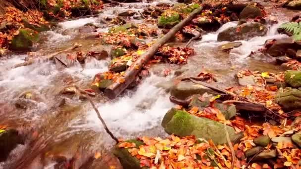 Imágenes de 4K del maravilloso arroyo montañoso en el Parque Nacional Shypit Karpat. Los colores brillantes otoñales de las hojas que caen de los árboles. Preparando el bosque para el período de invierno. Cárpatos montañas Ucrania — Vídeos de Stock
