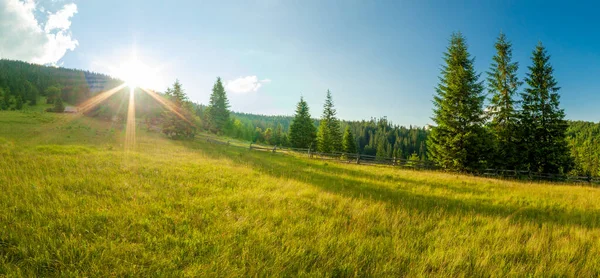 Piękna przyroda i wspaniały krajobraz z bujną zielenią i roślinnością w dolinie Synevyr Karpat na Ukrainie. Świeże zielone łąki i kwitnące dzikie kwiaty. — Zdjęcie stockowe