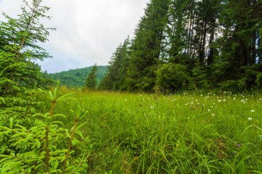 Ukrayna 'daki Karpat Dağları' nın Synevyr vadisinde yemyeşil ormanları ve bitkileri olan güzel doğa ve muhteşem manzara. Taze yeşil çayırlar ve açan kır çiçekleri..