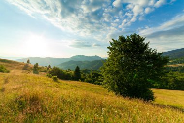 Yaza kadar harika panoramik manzaralı kır çiçekleri. Kamyanka Dağı 'nın yukarısındaki Carpathian Dağları, Synevir geçidi. Ukrayna. 