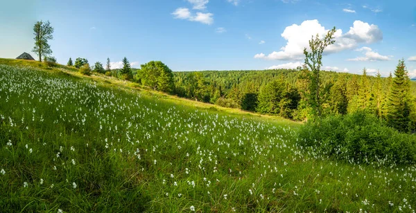 Vacker natur och underbart landskap med lummiga gröna skogar och vegetation i Synevyr dalen i Karpaterna bergen i Ukraina. Färska gröna ängar och blommande vilda blommor. — Stockfoto
